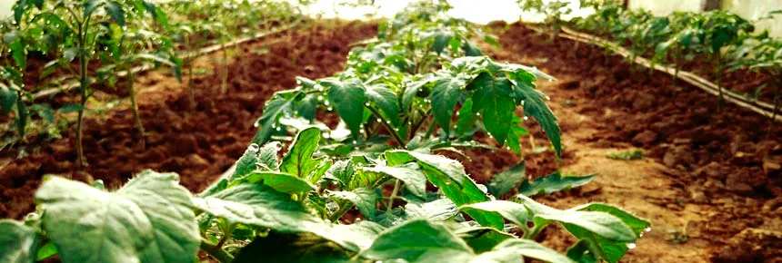 Система капельного полива в теплице